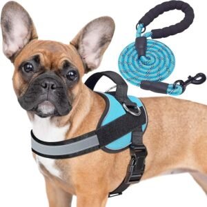 Haapaw Essential Dog Harness, No Pull Pet Vest with 3 Leash Clips, No Choke, Reflective, Adjustable and Padded, for Easy Walking and Training (M, Blue)